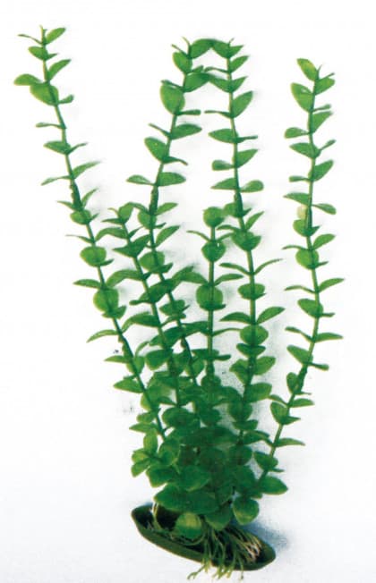 Dekoracija biljka MD