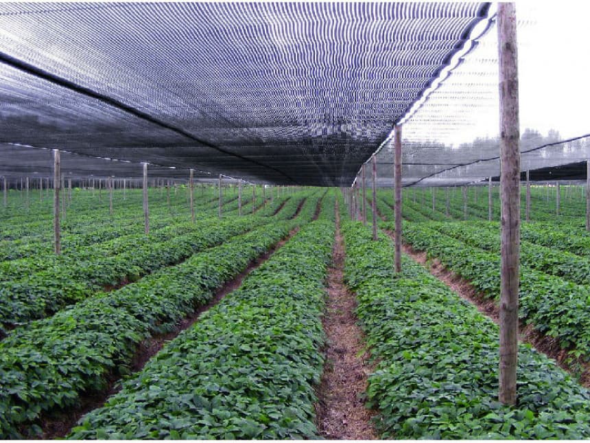 MREŽA-ZAŠTITA OD SUNCA 2X50M 1