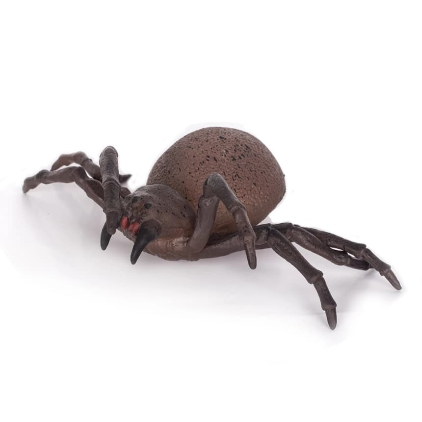 Pauk                                                     1