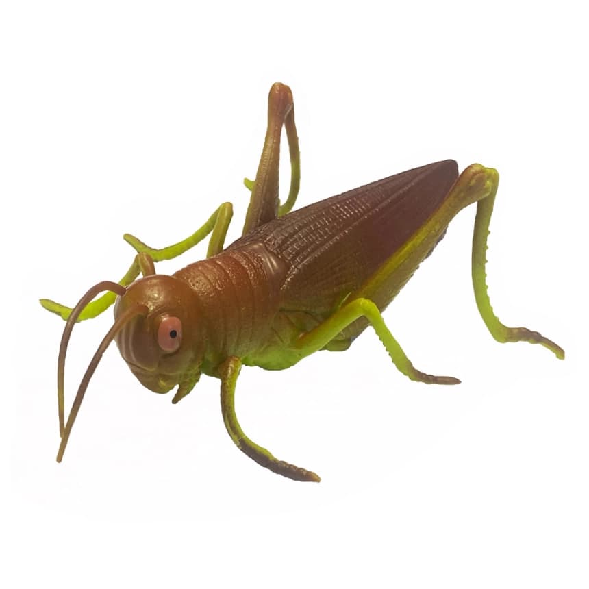 Skakavac                                                   1