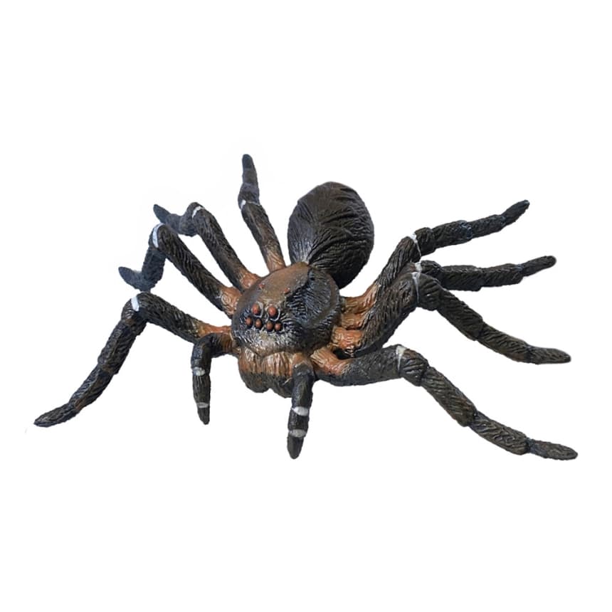 Tarantula                                                  1