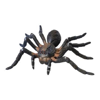 Tarantula                                                 