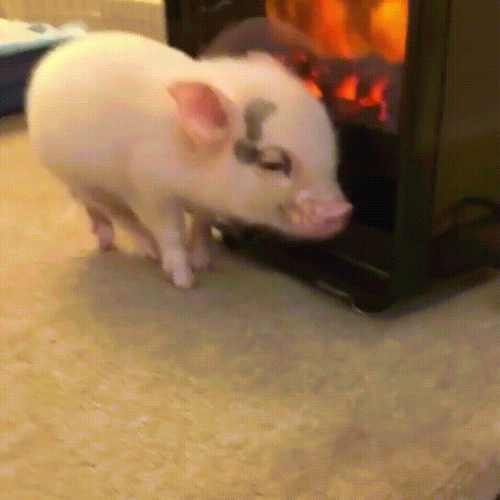 giphy.gif