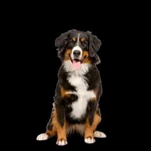 Hrana za odrasle pse