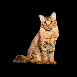 Hrana za odrasle mačke