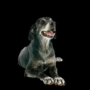 Hrana za starije pse