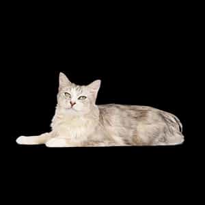 Hrana za starije mačke